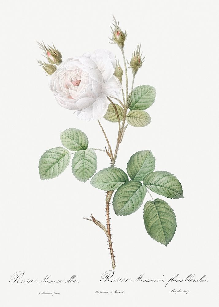 White Moss Rose, also known as Misty Roses with White Flowers (Rosa muscosa alba) from Les Roses (1817&ndash;1824) by Pierre…