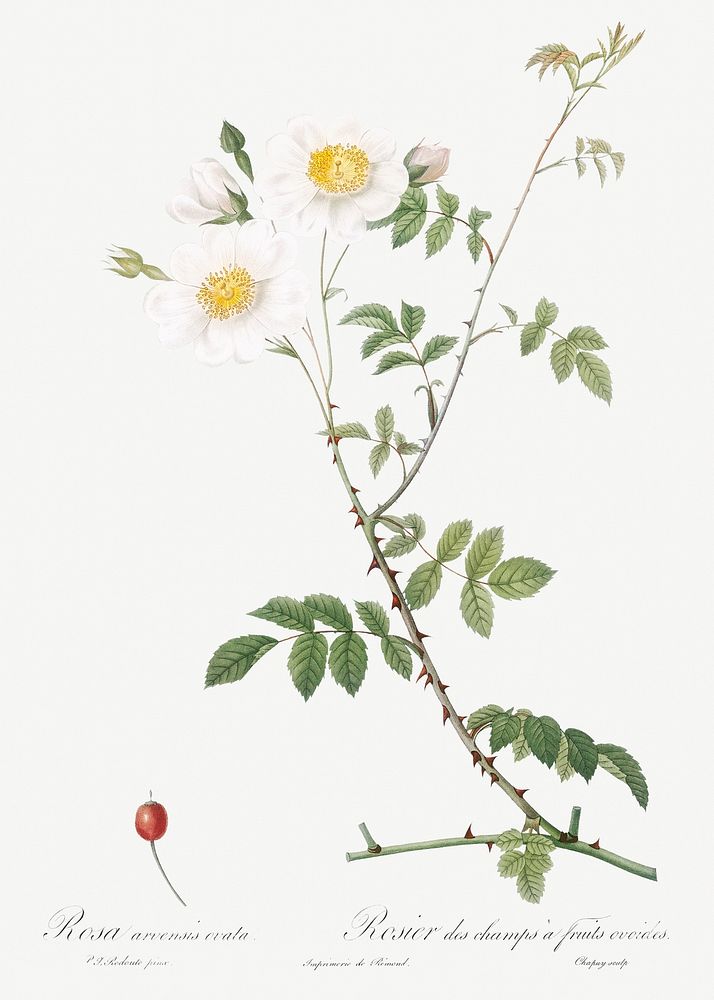 Field Rose, also known as Rosebush with Ovoid Fruits (Rosa arvensis ovata) from Les Roses (1817&ndash;1824) by Pierre-Joseph…