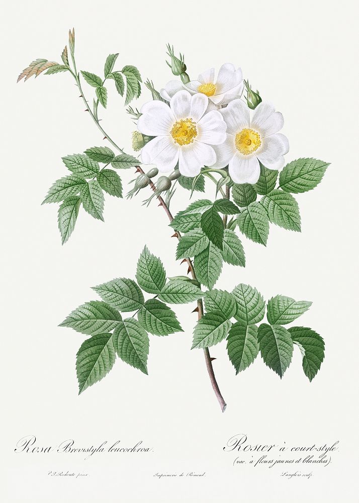 Short-styled rose with yellow and white flowers, Rosa brevistyla leucochroa from Les Roses (1817&ndash;1824) by Pierre…