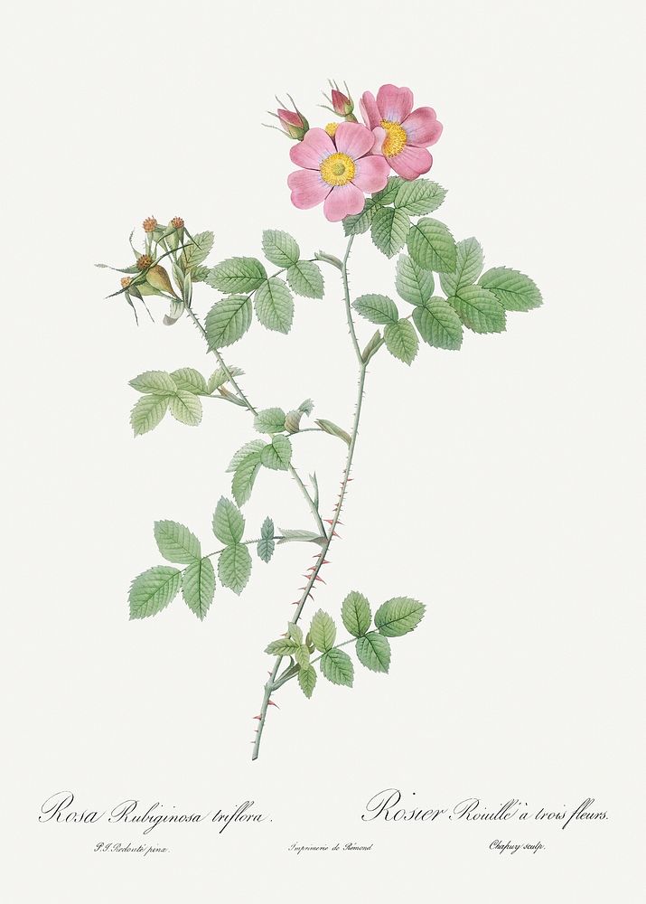 Sweetbriar, also known as Rusty Rose with Three Flowers (Rosa rubiginosa triflora) from Les Roses (1817&ndash;1824) by…