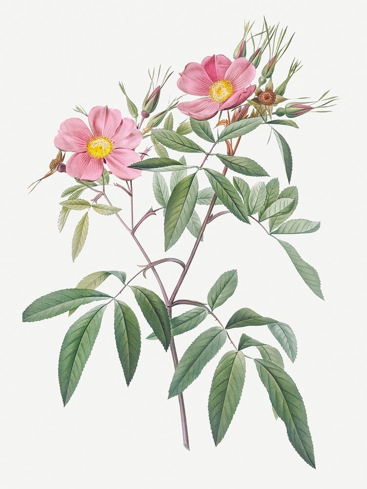 Hudson rose with willow leaves illustration