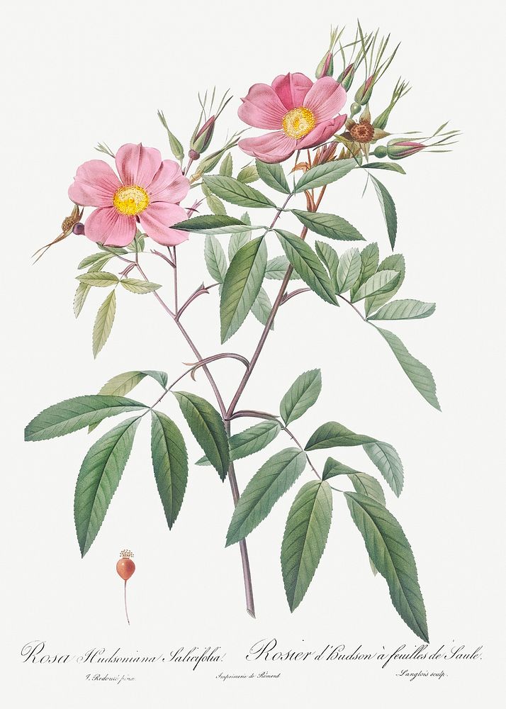 Swamp Rose, also known as Hudson Rose with Willow Leaves (Rosa hudsoniana salicifolia) from Les Roses (1817&ndash;1824) by…