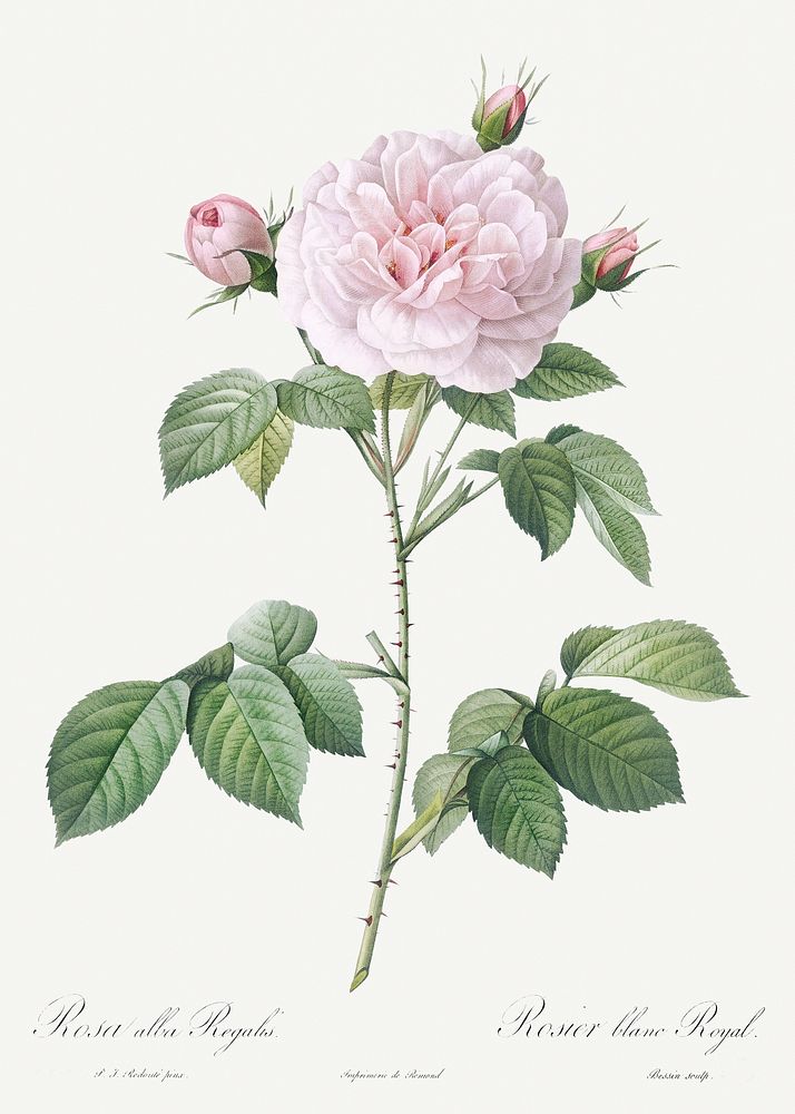 Royal White Rose, Rosa alba regalis from Les Roses (1817&ndash;1824) by Pierre-Joseph Redout&eacute;. Original from the…