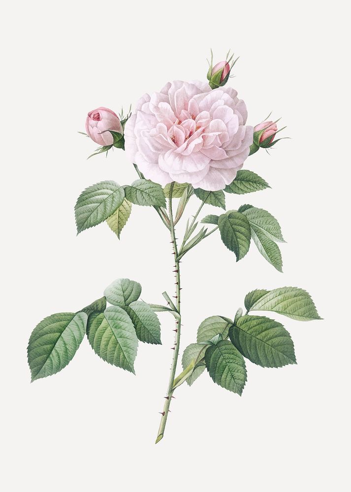 Vintage royal white rose vector