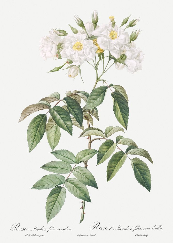 Musk rose, Rosa moschata flore semi pleno from Les Roses (1817&ndash;1824) by Pierre-Joseph Redout&eacute;. Original from…