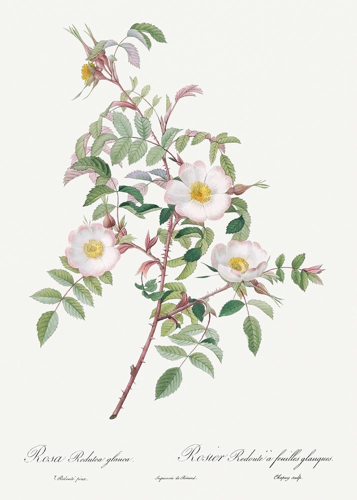 Rosa reductea glauca, also known as Reddish Rosebush from Les Roses (1817&ndash;1824) by Pierre-Joseph Redout&eacute;.…
