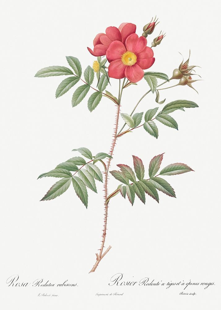 Red-Leaved Rose, also known as Rose Tree with Red Stems and Spines (Rosa redutea glauca) from Les Roses (1817&ndash;1824) by…