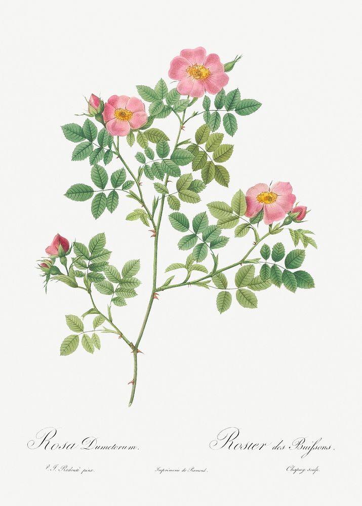 Corymb Rose, also known as Rose Bush (Rosa dumetorum) from Les Roses (1817&ndash;1824) by Pierre-Joseph Redout&eacute;.…