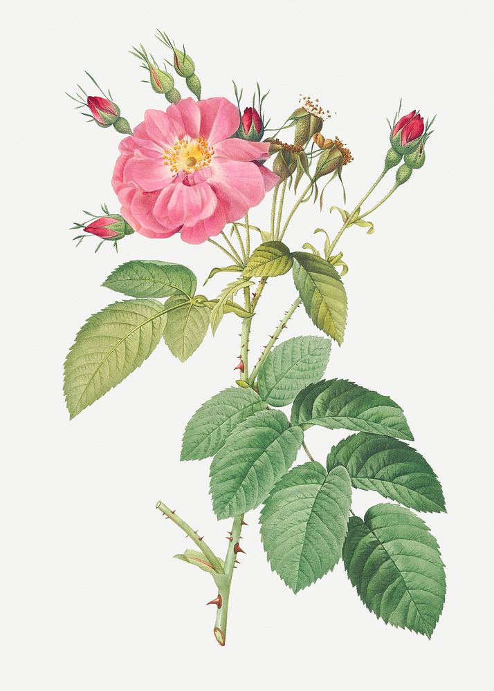 Vintage harsh downy rose illustration