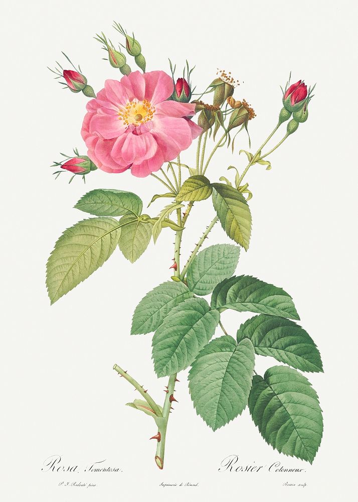 Harsh Downy Rose, also known as Cotton Rose (Rosa tomentosa) from Les Roses (1817&ndash;1824) by Pierre-Joseph…