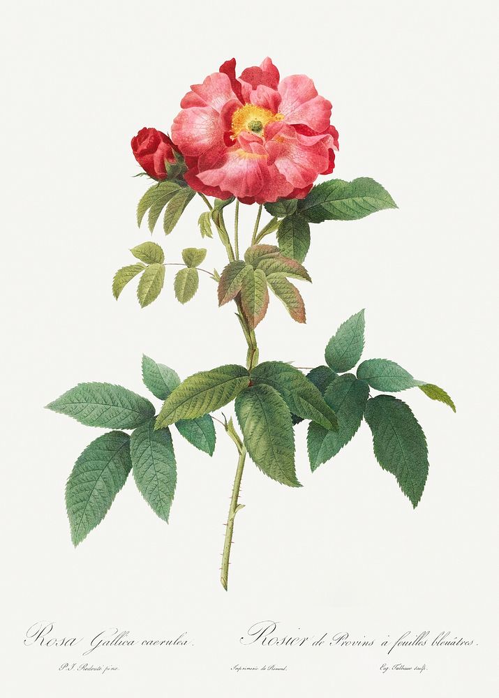 Bluish-Leaved Provins Rose, Rosa gallica caerulea from Les Roses (1817&ndash;1824) by Pierre-Joseph Redout&eacute;. Original…
