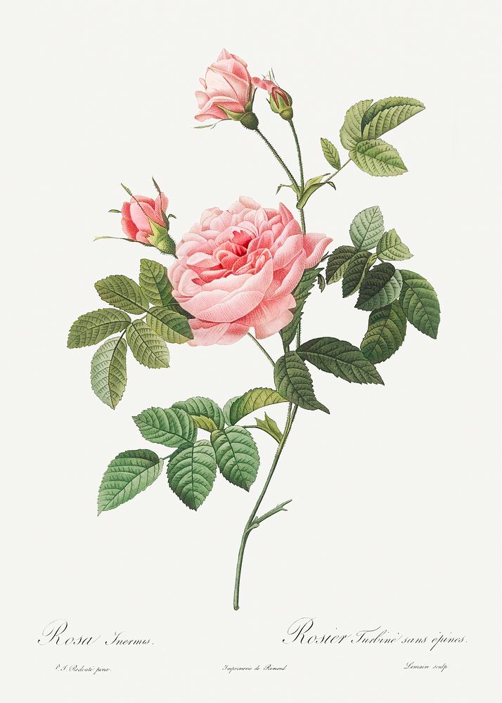 Boursault Rose, also known as Rose Turbine without Thorns (Rosa Inermis) from Les Roses (1817&ndash;1824) by Pierre-Joseph…