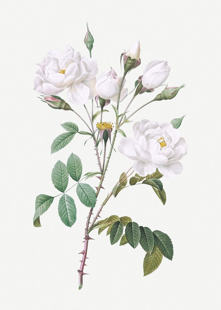 Vintage blooming white flowers illustration
