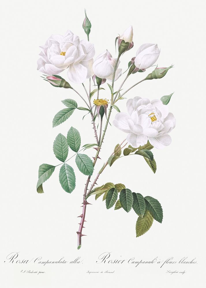 Rosa campanulata alba also known as Pink Bellflowers to White Flowers from Les Roses (1817&ndash;1824) by Pierre-Joseph…