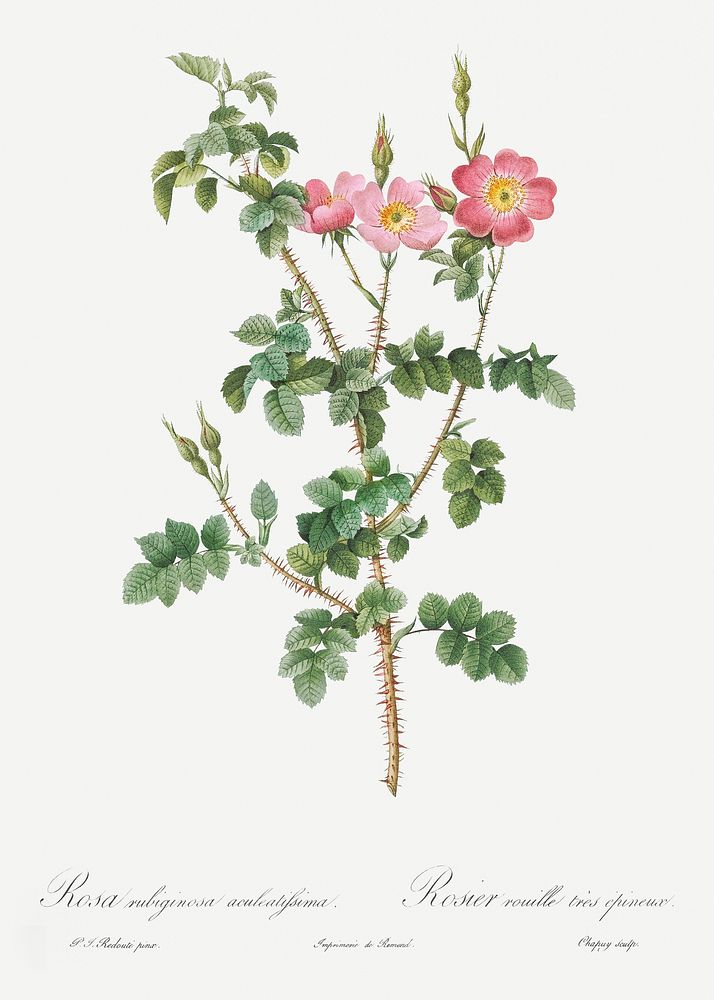Prickly Sweet Briar Rose with Dusty Pink Flowers, Rosa rubiginosa aculeatissima from Les Roses (1817&ndash;1824) by Pierre…