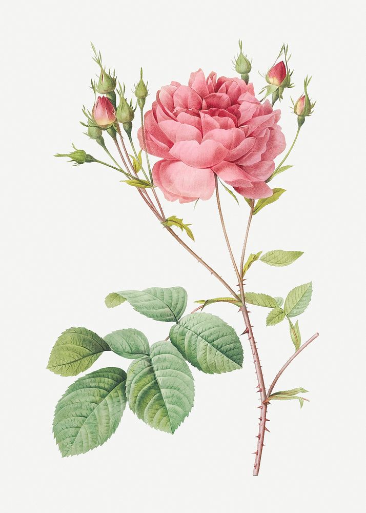 Vintage blooming Cumberland rose illustration