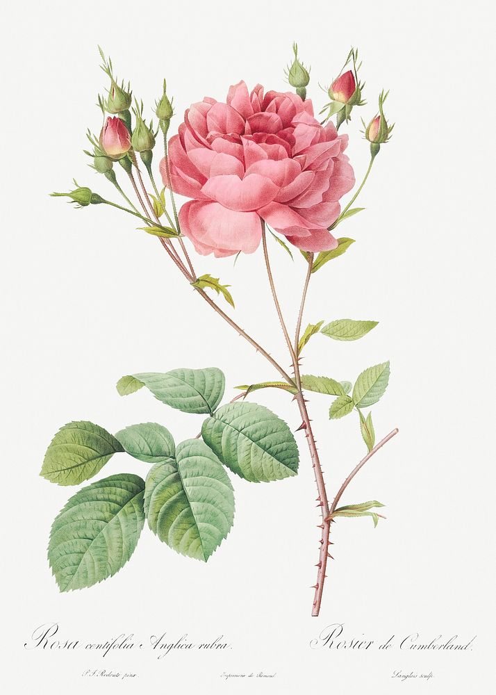 Cumberland Rose, Rosa Centifolia Anglica Rubra from Les Roses (1817&ndash;1824) by Pierre-Joseph Redout&eacute;. Original…