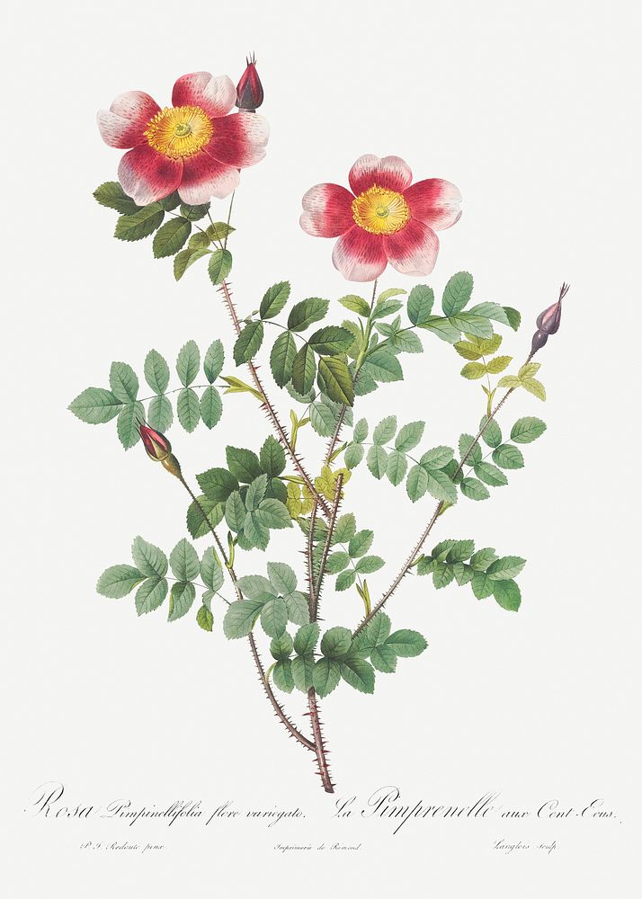 Variegated Flowering Variety of Burnet Rose, Rosa pimpinellifolia flore variegato from Les Roses (1817&ndash;1824) by Pierre…