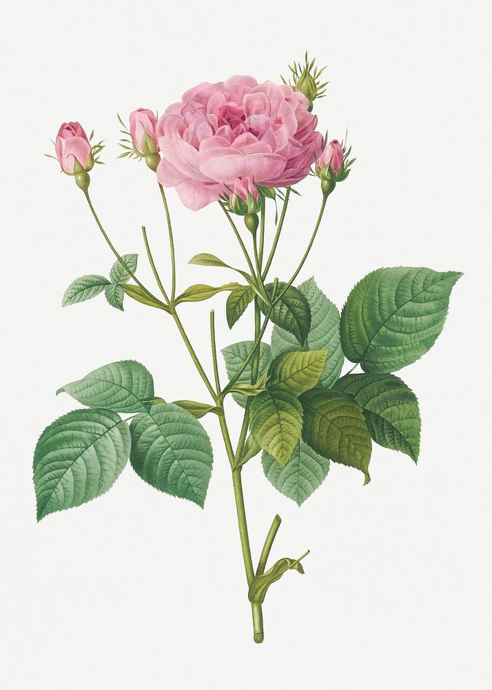 Vintage rosebush of France illustration