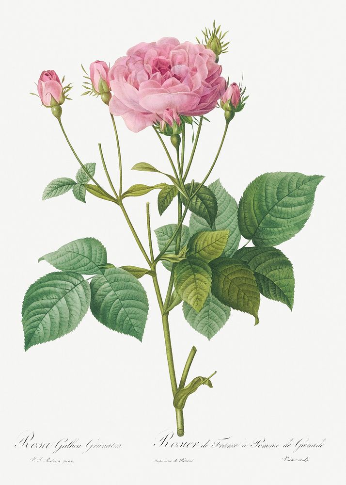 Rosa gallica granules, also known asRosebush of France with Pomegranate from Les Roses (1817&ndash;1824) by Pierre-Joseph…