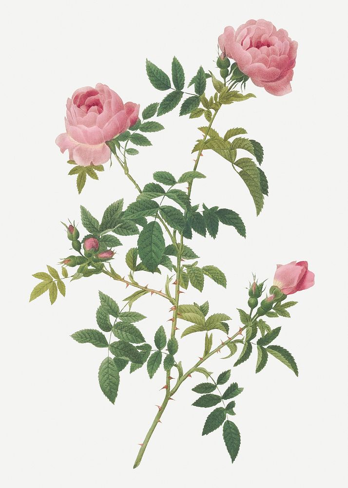 Rose of the hedges illustration