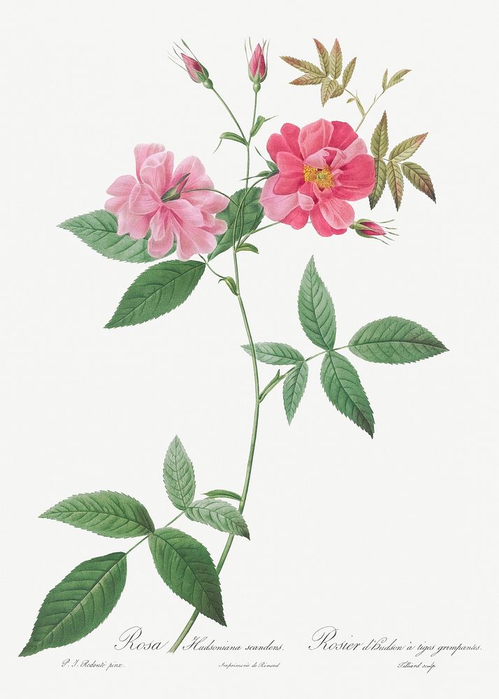 Hudson Rosehip with Climbing Stems, Rosa Hudsoniana Scandens from Les Roses (1817&ndash;1824) by Pierre-Joseph…