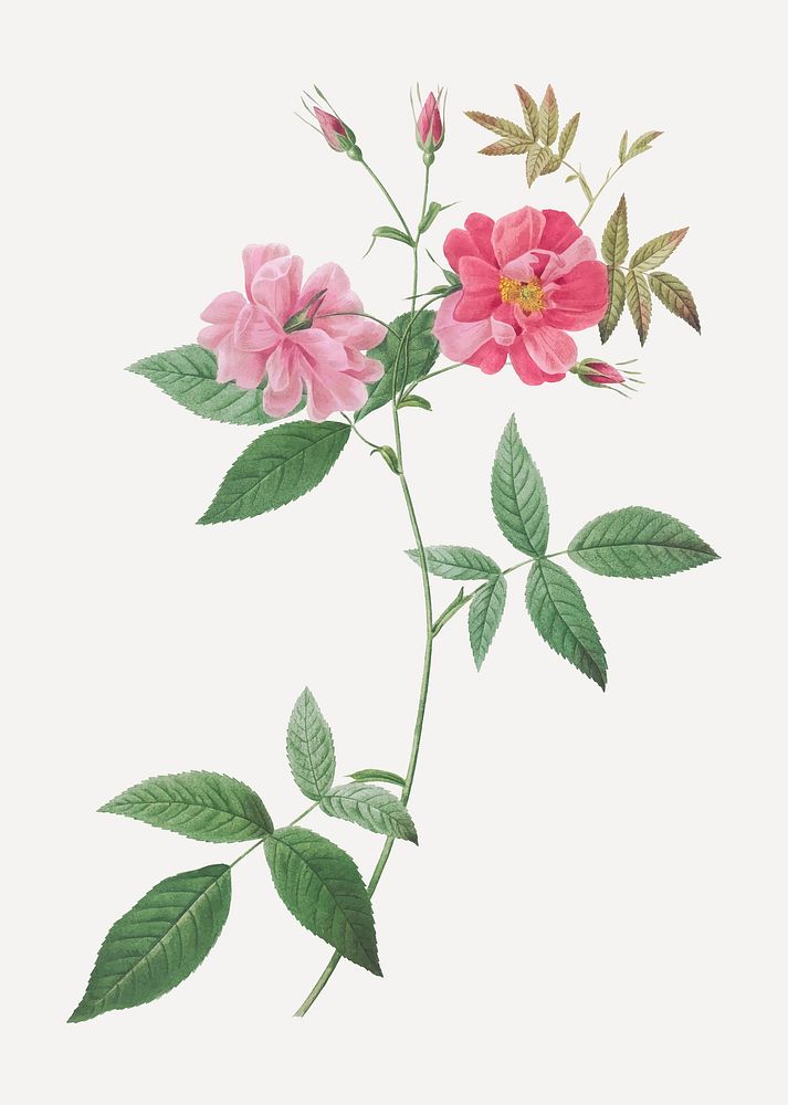 Vintage blooming hudson rosehip illustration