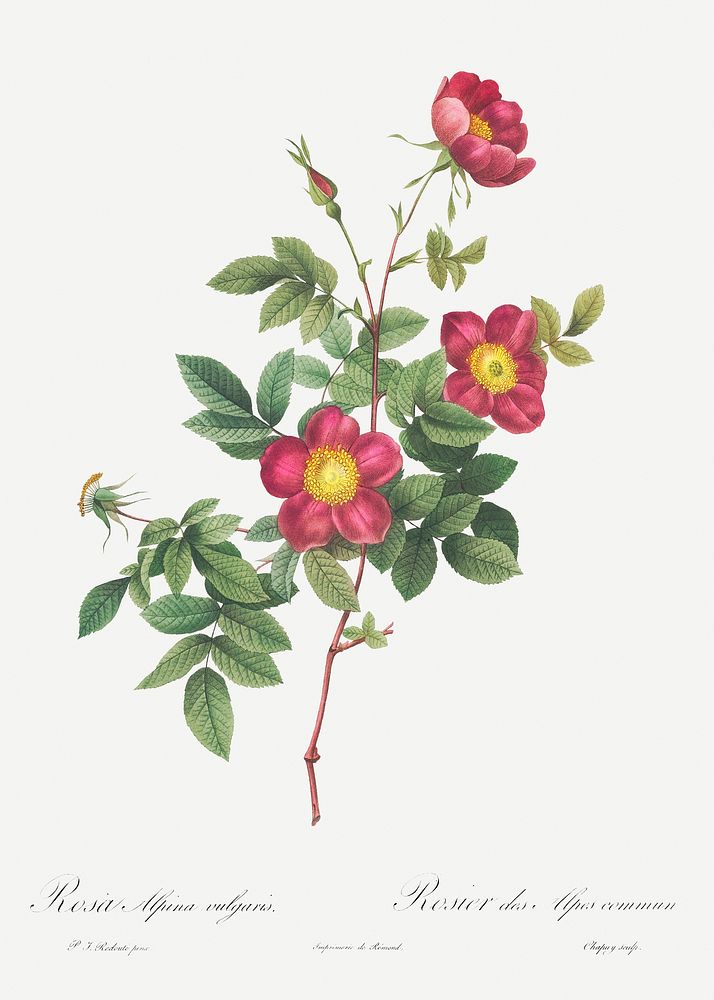 Alpine Rose, also known as Common Alpine Rose Garden (Rosa Alpina vulgaris) from Les Roses (1817&ndash;1824) by Pierre…
