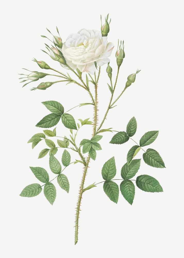 Vintage rose of Rosenberg illustration