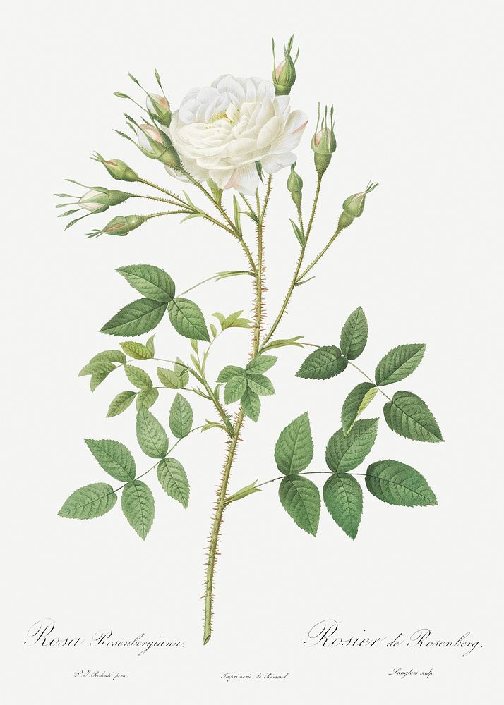 Rose of Rosenberg, Rosa rosenbergiana from Les Roses (1817&ndash;1824) by Pierre-Joseph Redout&eacute;. Original from the…