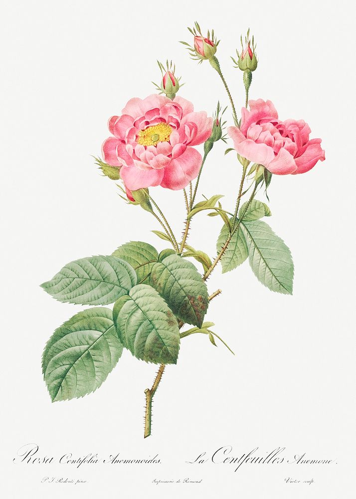 Rosa centifolia anemonoides, also known asThe Anemone Centuries from Les Roses (1817&ndash;1824) by Pierre-Joseph…
