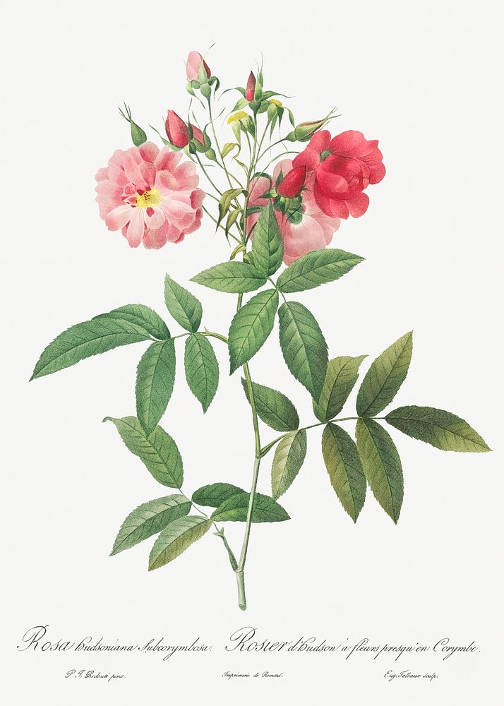 Subcorymbose Hudson Rose, Rosa Hudsoniana Subcorymbosa from Les Roses (1817&ndash;1824) by Pierre-Joseph Redout&eacute;.…