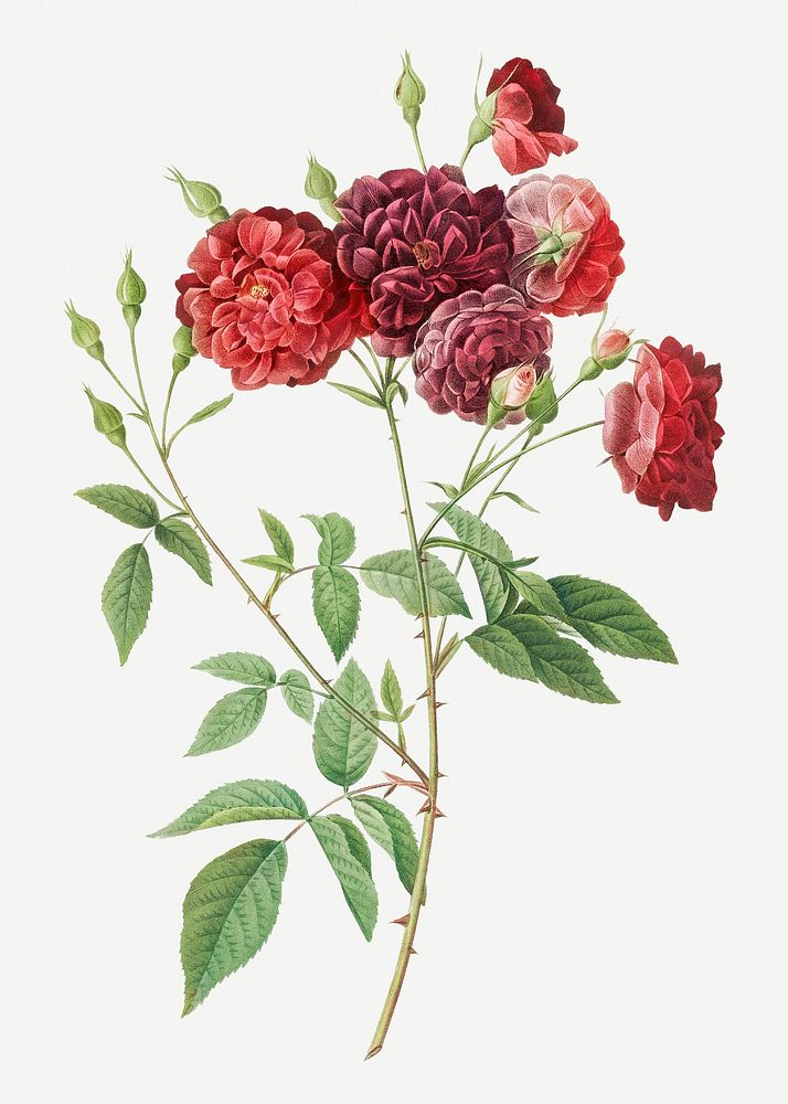 Rosebush with violet flowers illustration