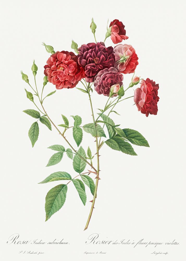 Ternaux Rose, also known as Rosebush with almost violet flowers (Rosa indica subviolacea) from Les Roses (1817&ndash;1824)…