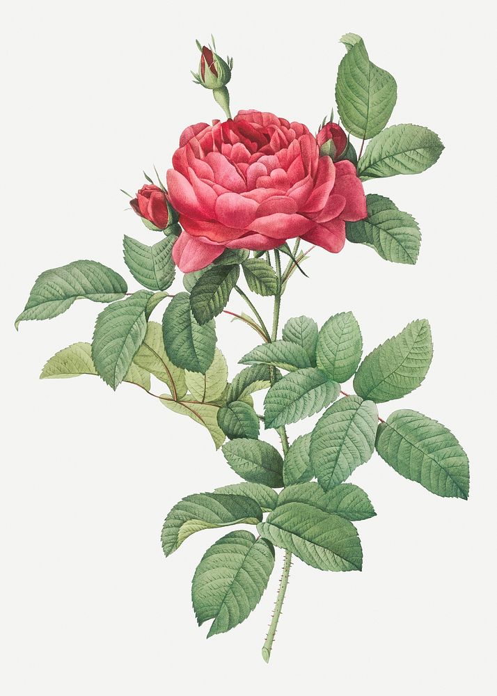 Vintage blooming red rose illustration