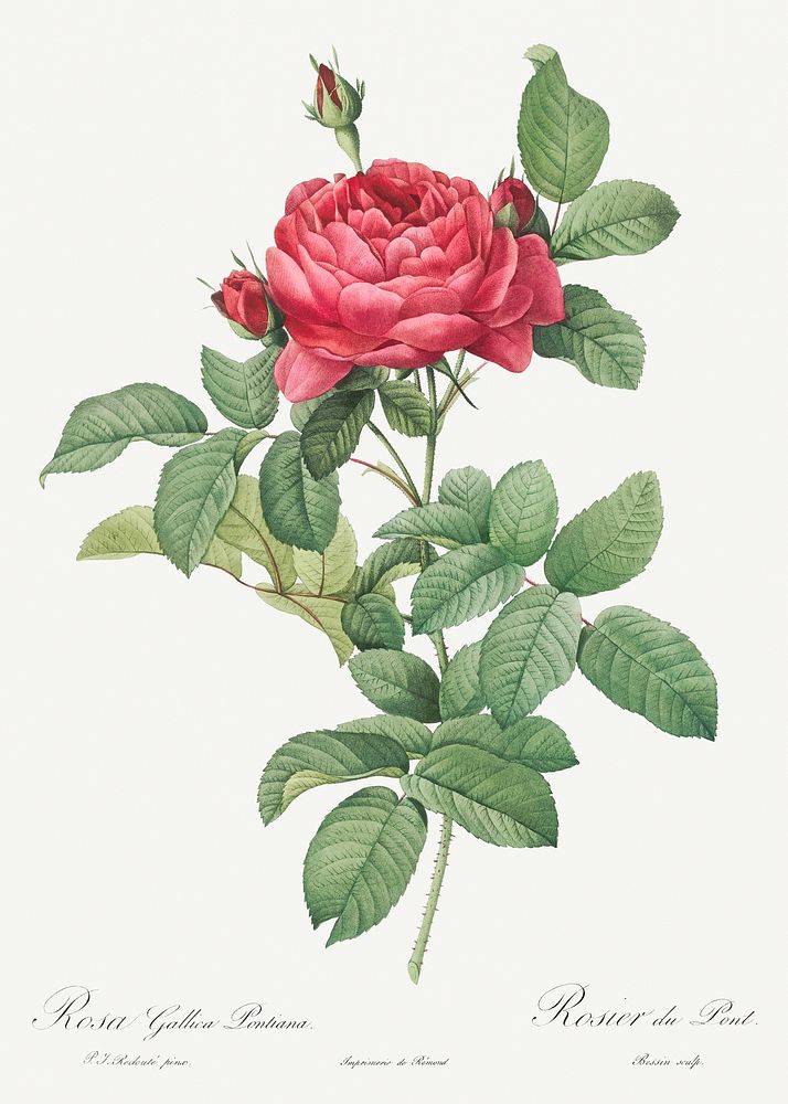 Rosa gallica pontiana, also known as Bridge Rose from Les Roses (1817&ndash;1824) by Pierre-Joseph Redout&eacute;. Original…