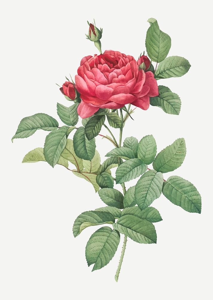 Vintage blooming red rose vector