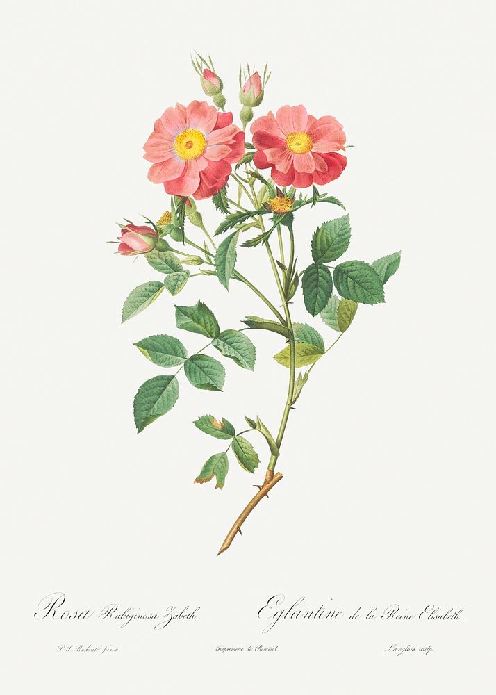 Queen Elizabeth's Sweetbriar, Rosehip of Queen Elizabeth (Rosa rubiginosa zabeth) from Les Roses (1817&ndash;1824) by Pierre…