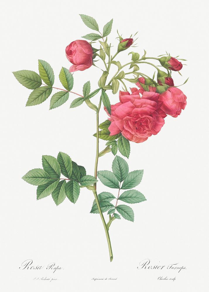 Turnip Roses, Rosa rapa from Les Roses (1817&ndash;1824) by Pierre-Joseph Redout&eacute;. Original from the Library of…