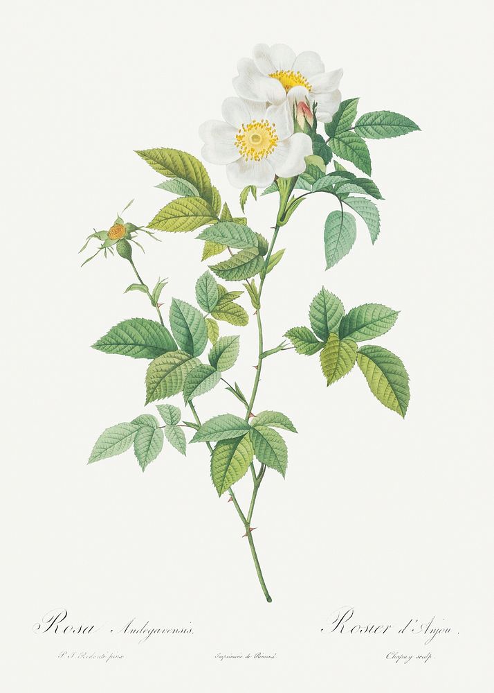 Anjou Rose, Rosa andegavensis from Les Roses (1817&ndash;1824) by Pierre-Joseph Redout&eacute;. Original from the Library of…