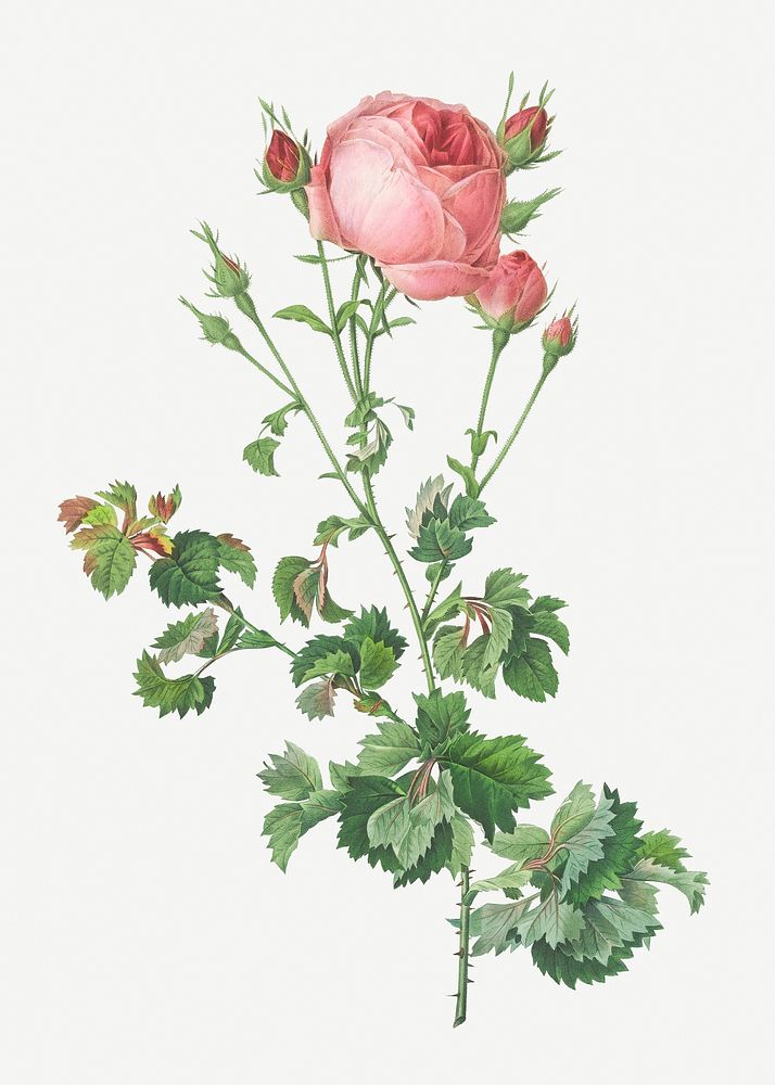 Celery-leaved cabbage rose illustration