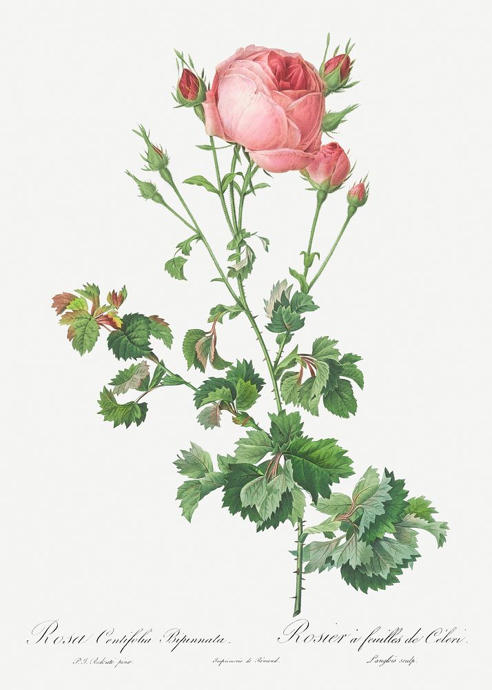 Celery-Leaved Variety of Cabbage Rose, Rosa centifolia bipinnata from Les Roses (1817&ndash;1824) by Pierre-Joseph…