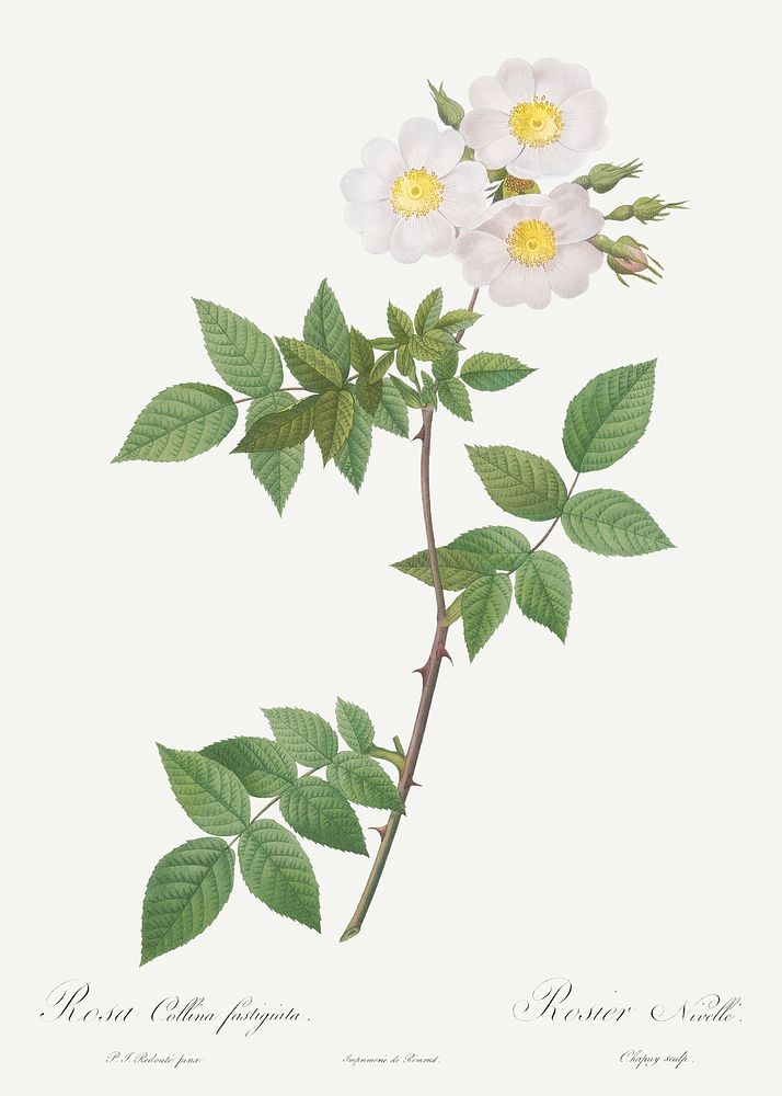 Rosa x collina, Rosa Collina fastigiata from Les Roses (1817&ndash;1824) by Pierre-Joseph Redout&eacute;. Original from the…