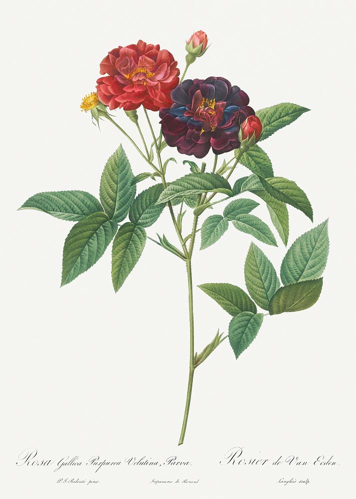 Rose of Van Eeden, Rosa gallica purpurea velutina, parva from Les Roses (1817&ndash;1824) by Pierre-Joseph Redout&eacute;.…