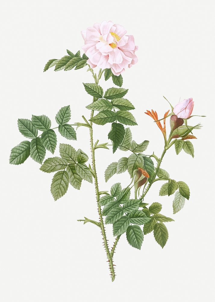 Vintage pale pink flower illustration