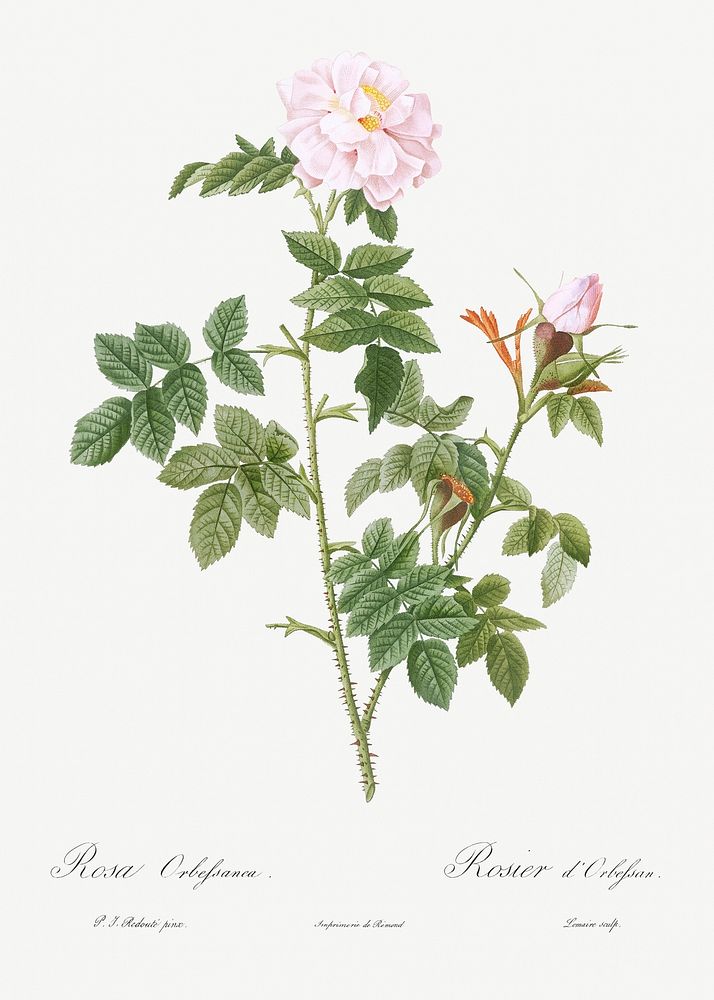 Pale pink flower, Rosa orbefsanea from Les Roses (1817&ndash;1824) by Pierre-Joseph Redout&eacute;. Original from the…