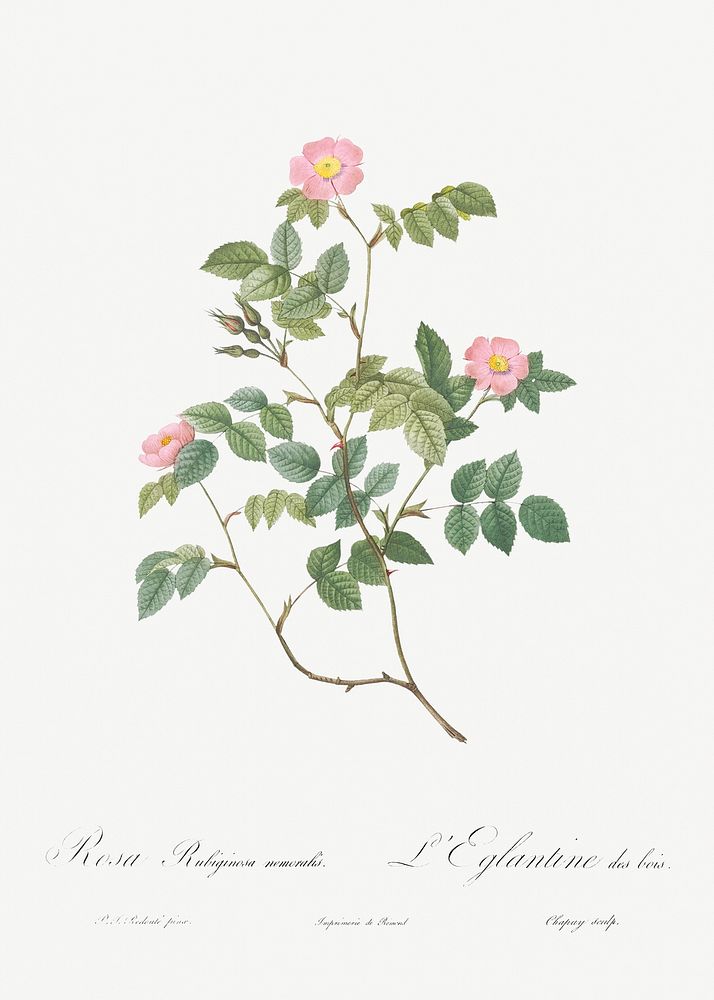 Eglantine also known as Wild Rosehips (Rosa rubiginosa nemoralis) from Les Roses (1817&ndash;1824) by Pierre-Joseph…