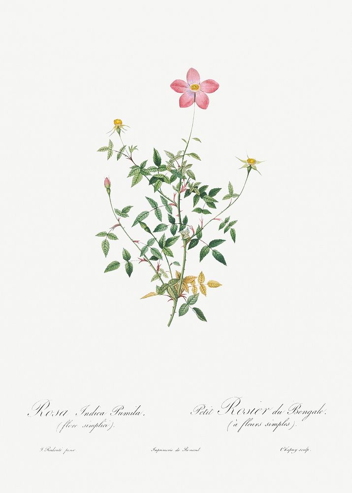 Single Dwarf China Rose, Rosa indica pumila, flore simplici from Les Roses (1817&ndash;1824) by Pierre-Joseph…