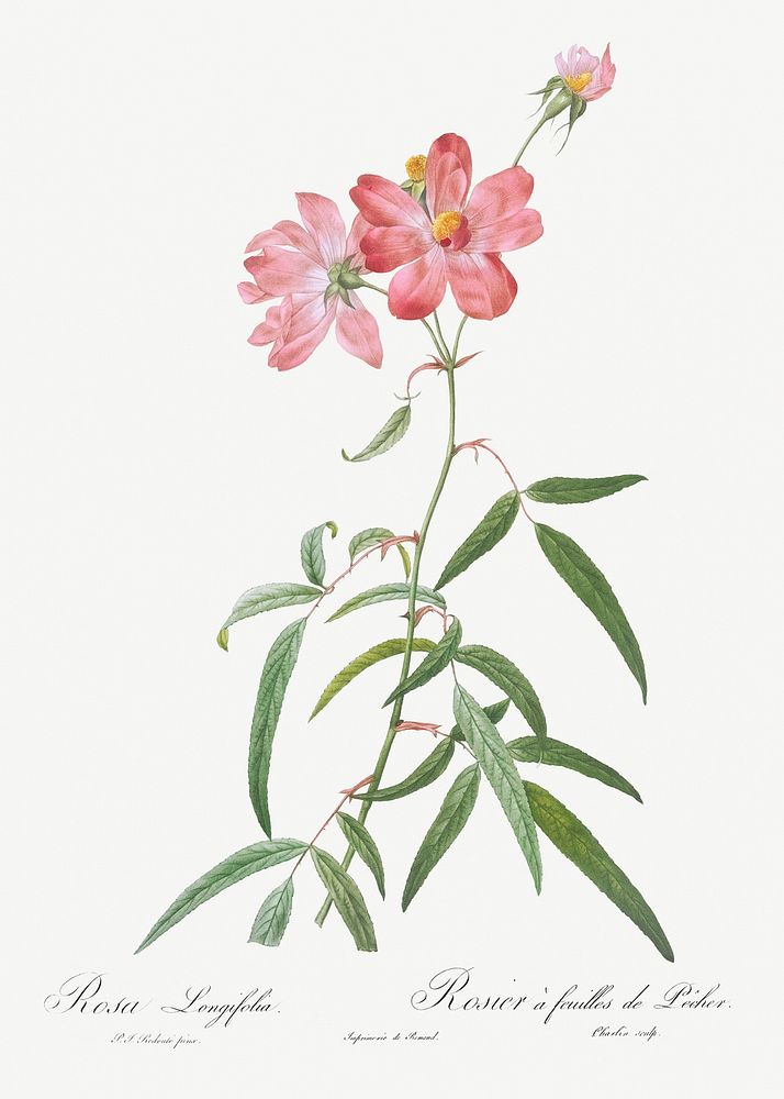 Peach Leafed Rose, Rosa longifolia from Les Roses (1817&ndash;1824) by Pierre-Joseph Redout&eacute;. Original from the…