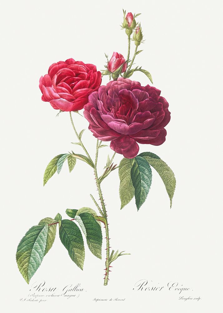 Purple French Rose, Rosa gallica purpuro-violacea magna from Les Roses (1817&ndash;1824) by Pierre-Joseph Redout&eacute;.…